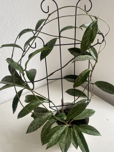 Hoya pubicalyx hawaiian purple - pubicalyx,