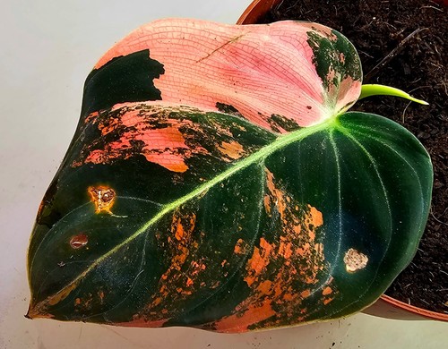 Sehr schöner philodendron - sehr,