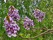 1000 Samen Blauglockenbaum -paulownia tomentosa-  Kiri Baum