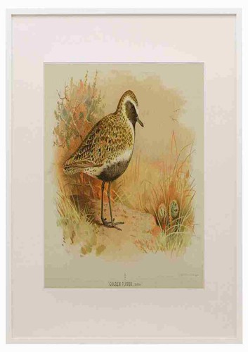 Thorburn archibald 1885 - thorburn,