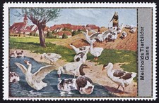 Meinholds Tierbilder