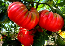 Tomatensamen (7+Samen)