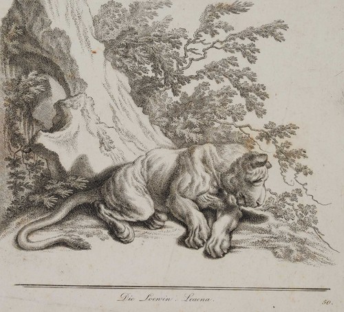 Ridinger - ridinger, (1698-1767)
