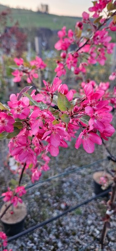 Malus hybrida indian magic - x, 'indian