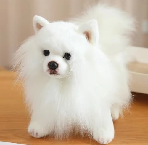 Weißer pomeranian hund cm - 23,