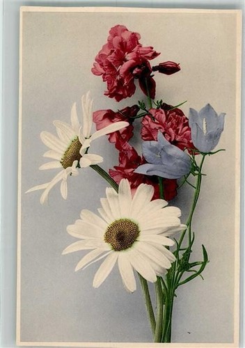 38075556 margeriten - -,