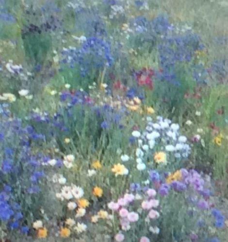 Packung kings seed wildblumen - packung,