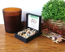 Fossil Box Auswahl 40