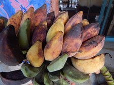 Samen von der Riesen-Banane leckere Monster-Banane frosthart bis minus 20 Grad