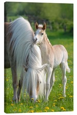Leinwandbild haflinger fohlen - leinwandbild,