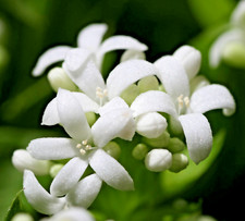 SAMEN WALDMEISTER wunderbare