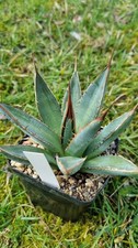 Agave horrida sub. perotensis