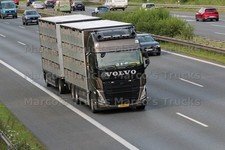 LKW Foto Volvo FH Viehtransporter Niederlande braun #m2yc
