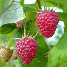 Aroma Queen (S) mehrfachresistent herbsttragend aromatische Himbeere 40-60 cm