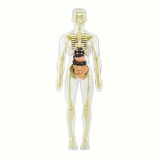 Anatomie modellbausatz - anatomie,