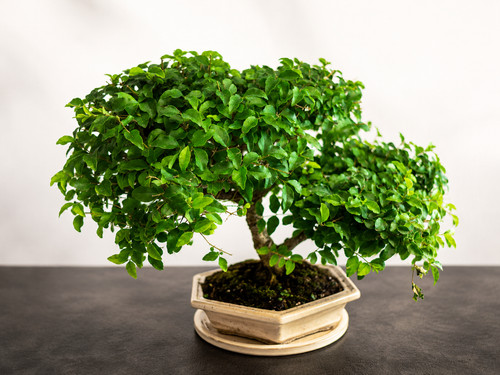 Bonsai jahre ligustrum - bonsai,