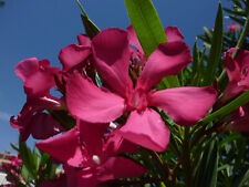 3 Oleander Stecklinge - Italia - kirschrot leuchtend - frosthart