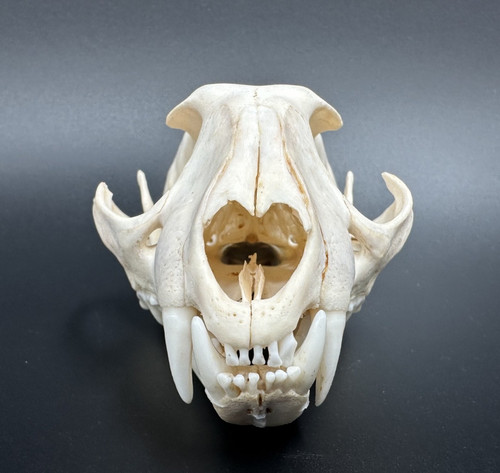 Caracal schädel - caracal, –