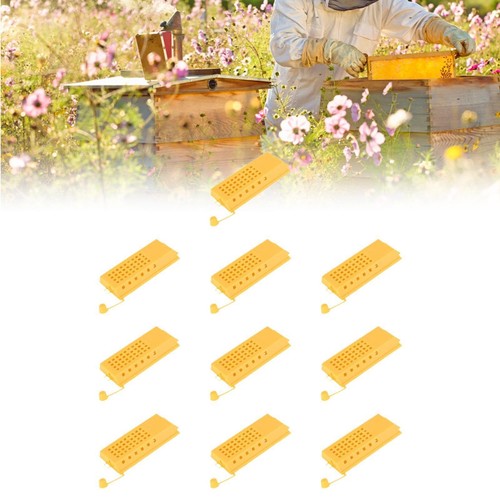 10x queen bee käfige bienen - queen,