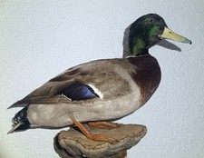 Schönes Stockenten Präparat/