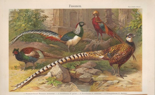 Chromo lithografie 1905 - chromo-lithografie,