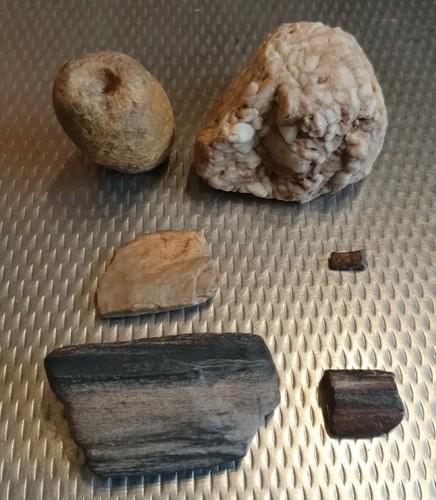 Fosilien versteinerung - 4×,