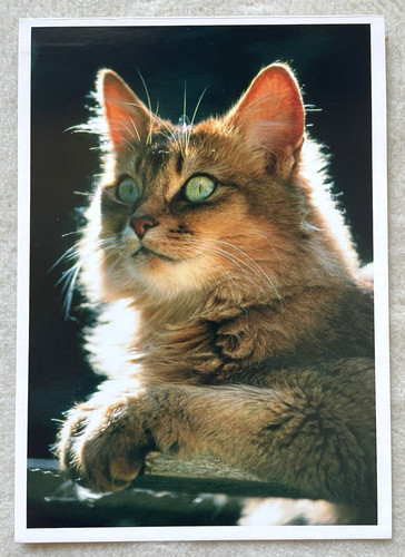 Postkarte katze chef ba - ak,