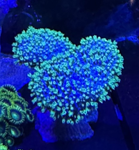 Meerwasser aquarium dekoration - meerwasser,