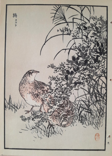 Bairei wachtel japanischer - wachtel,