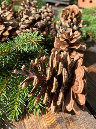 Schöne kiefernzapfen - 20,