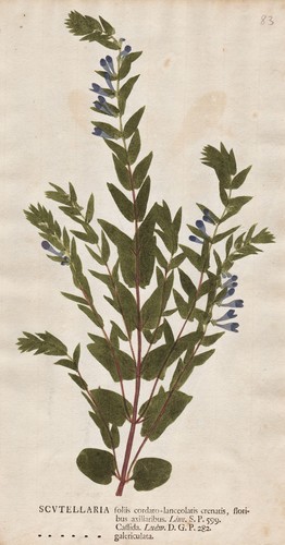 Helmkraut scutellaria skullcap - scutellaria,