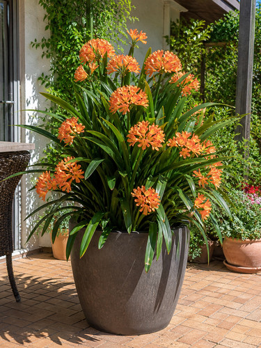 Sale3291 clivia miniata - sale3291,