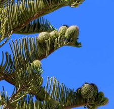 Araucaria heterophylla |