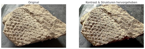 Versteinerter schachtelhalm - versteinerter,