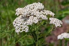 6000+ Samen Schafgarbe Achillea millefolium Heilpflanze Bienen Wild Kräuter 