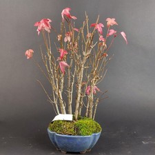 Bonsai - Dreispitzahorn, Acer