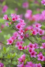 Rhododendron obtusum