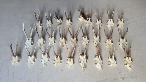 Sammlung abnorm rehgeweih - sammlung,