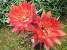 großes Kindel Heidefeuer Echinopsis Lobivia Hybride Kaktus Cactus