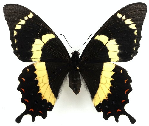 Papilio garamas electryon - papilio,