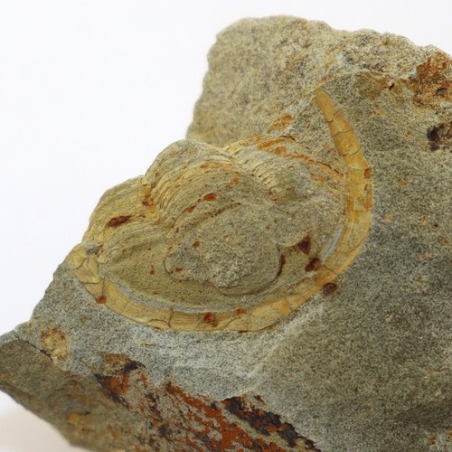Trilobit diademaproetus - trilobit,,