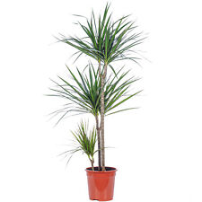 Drachenbaum 3-Stamm - Dracaena marginata - ca. 115 cm hoch, Topf-Ø 21 cm