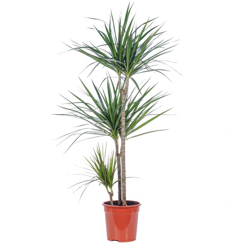 Drachenbaum stamm dracaena - drachenbaum,