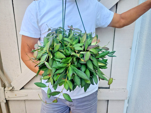 Hoya aff burtoniae - hoya,
