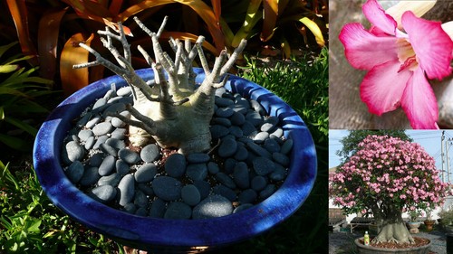 Samen adenium arabicum - adenium,