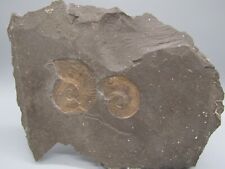 TOP Amoniten - Platte Holzmaden