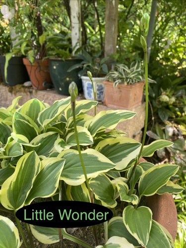 Hosta little wonder 1 - little,