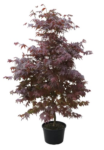 Japanischer roter - japanischer,