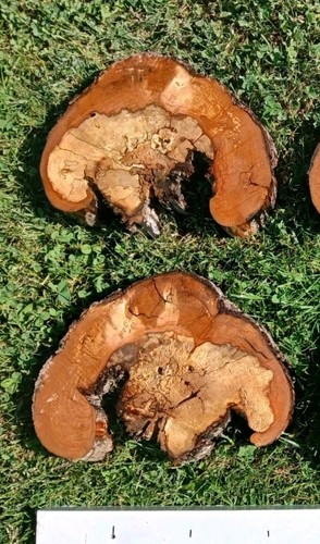 Kernfaule apfelbaum - kernfaule,