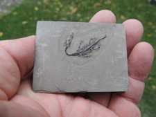 Jungtier - Keichousaurus hui